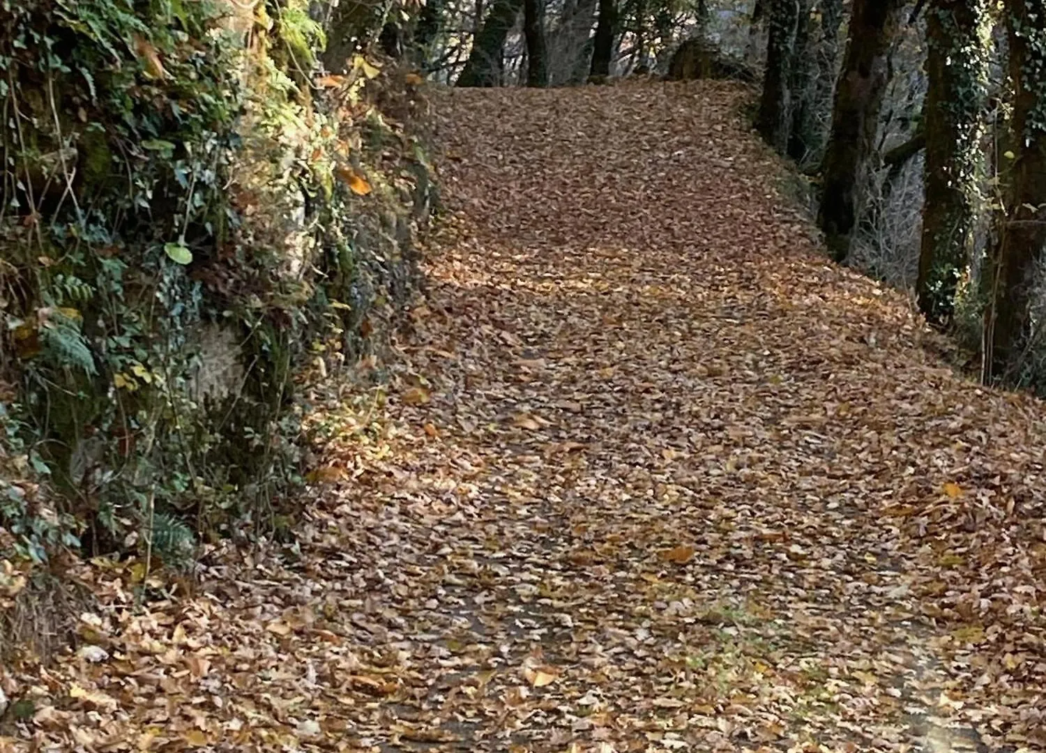 La Maison Dans La Foret Vabre بيت ضيافة