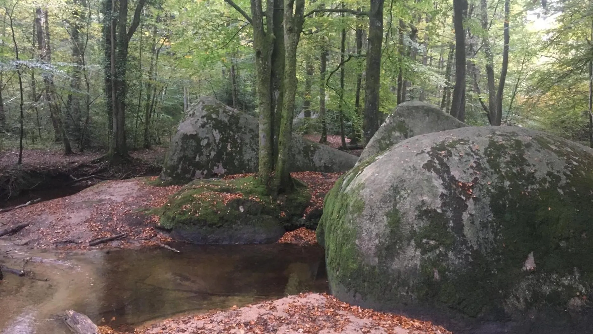 بيت ضيافة La Maison Dans La Foret Vabre فرنسا